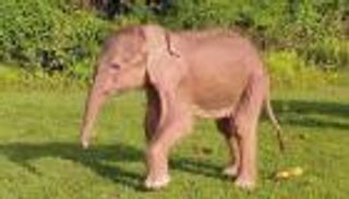 ولادة نادرة لفيل أبيض في بورما