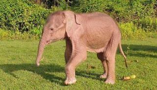 ولادة فيل أبيض نادر في بورما