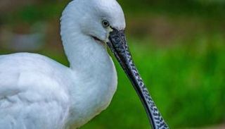 مجتمعات الطيور ستتغير في جميع أنحاء العالم في عام 2080