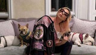 ليدي جاجا وكلابها