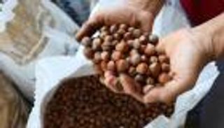 البندق التركي.. بكم أنعش حصيلة صادرات أنقرة؟