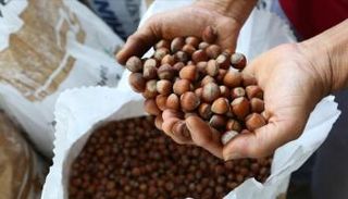 ارتفاع صادرات البندق التركي