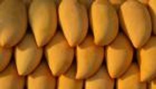 أسعار المانجو في مصر.. ما سر الانخفاض الكبير؟