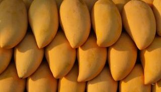 أسعار المانجو في مصر 