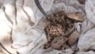 أصيبوا بدهشة.. ماذا وجد عمال تنظيف المقابر في المغرب؟