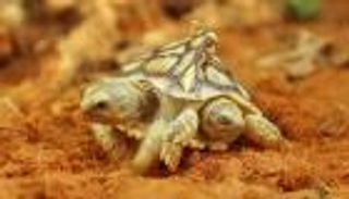 مع قلب ومعدة واحدة.. ولادة سلحفاة برأسين وذيلين في هولندا