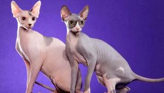 العالم يحتفي بيوم القطط في 8 أغسطس من كل عام