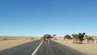 بعد حادث الحمار.. قطيع من الإبل يحدث كارثة مرورية بالمغرب