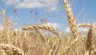 محصول الحبوب في المغرب يهبط بنسبة 67% إلى 3.4 مليون طن