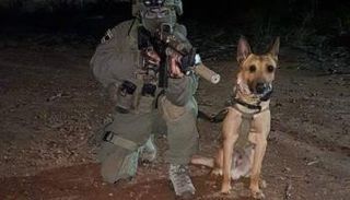 الكلب زيلي- أرشيفية