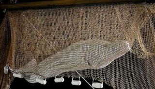 الحوت عقب انتشاله من النهر