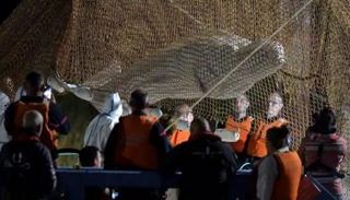 الحوت الأبيض عقب انتشاله من النهر