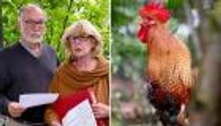 يصيح 200 مرة يوميا.. الديك "ماجدة" أمام القضاء في ألمانيا (صور)