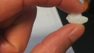 جزء من عظمة أذن سمكة - أرشيفية
