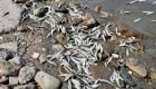 مأساة بيئية.. نفوق عدد كبير من الأسماك في أنهار بولندا