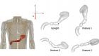 محاكاة حاسوبية لمسار الدواء داخل الجسم 