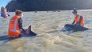 مهمة إنقاذ عاجلة بنيوزيلندا.. 10 دلافين جانحة في خطر