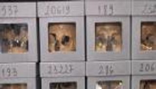 مغارة توقظ التاريخ.. الجزائر تواصل استعادة "جماجم المجاهدين"