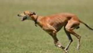 لأول مرة.. مثليان مصابان بجدري القرود ينقلان العدوى لكلب