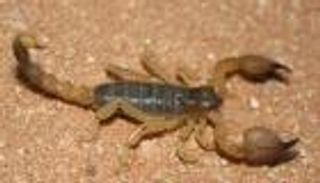 لدغة عقرب تنهي حياة طفل مغربي.. واتهامات بتقصير طبي