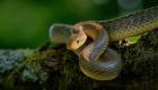 بعد تعرضها للدغ.. طفلة تعض ثعبانا ساما وتقتله (صورة)