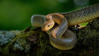 طفلة تركية تقتل ثعبانًا - أرشيفية