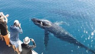 مشاهدة الحوت الأزرق في أستراليا