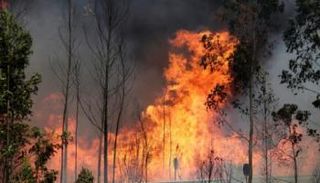 حريق في غابة - أرشيفية