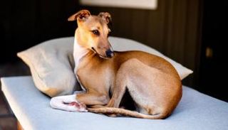 أول إصابة بفيروس جدري القرود بين الكلاب - أرشيفية