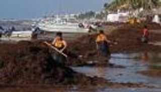 الأعشاب البحرية تغطي سواحل المكسيك.. والتغير المناخي أحد الأسباب