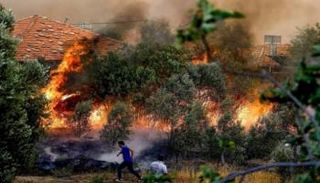 حرائق غابات - أرشيفية