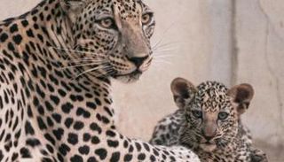 النمر العربي معرض بشدة للانقراض