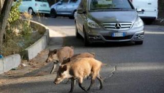 خنازير برية - أرشيفية