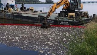 أطنان من الأسماك النافقة عُثر عليها منذ أواخر يوليو