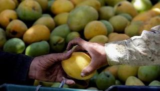 محصول المانجو في مصر