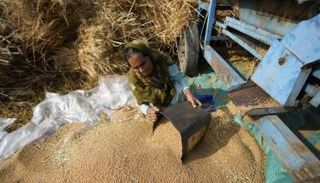 الهند قد تحتاج لاستيراد الحبوب