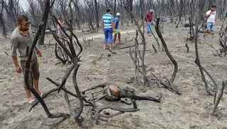 حرائق الجزائر دمرت الأشجار والتهمت الحيوانات