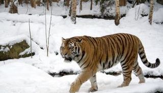النمر السيبيري قادر على مواجهة تغير المناخ