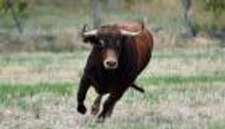 ثور يقتحم مقر بنك إسرائيلي