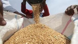 تخزين القمح المحلي في مصر
