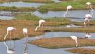 ضحايا تغير المناخ.. 10% من طيور أفريقيا مهددة بالانقراض