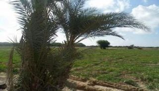 ظهور كائن غريب في محافظة أبين اليمنية