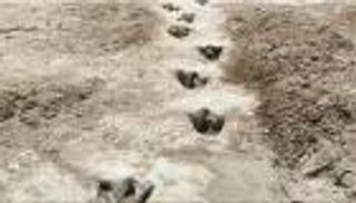 اكتشاف آثار أقدام ديناصورات عمرها 113 مليون عام في تكساس (صور)