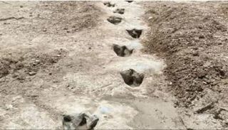 أثار أقدام ديناصورات مرت عبر بحيرة في تكساس