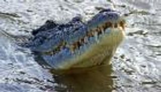 حادث لا يصدق.. رجل ينجو بأعجوبة من فك تمساح عملاق (فيديو)