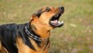 أخاف جيرانه بـ"كلب".. حكم قضائي بسجن سوداني في السعودية