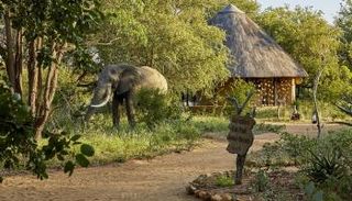 أفضل المحميات الطبيعية في جنوب أفريقيا لزيارة فريدة من نوعها