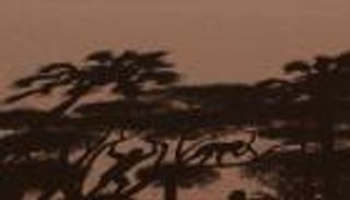 أقدم كائن بشري معروف.. اكتشاف قدرات جديدة لإنسان "توماي"