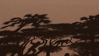 إنسان توماي كان قادرا على تسلق الأشجار