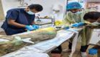 "الحياة الفطرية" تنقذ ذئباً عربياً من الموت بالسعودية (صور)